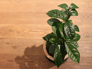 Teepflanze Camellia Sinensis Var. Sinensis