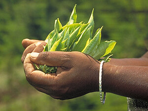 Teepflanze in einer Hand